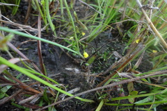 Utricularia scandens